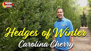 Hedges of Winter Carolina Cherry [upl. by Ordep258]