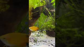 The Most Relaxing Honey Gourami Tank Ever [upl. by Oruntha964]