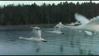 Swans  from quotwinged migrationquot [upl. by Goody]