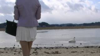 2011 Swan of Lake Izunuma 1 [upl. by Okir]