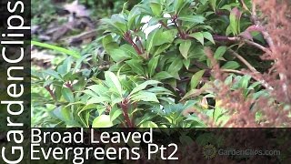 Broadleaved Evergreens Part 2  Cotoneaster  Leucothoe  Kalmia  Daphne [upl. by Tristram798]