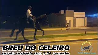 BREU DO CELEIROmangalargamachadormangalargadobrasilmangalargadeeliteviralvideo [upl. by Dwinnell]