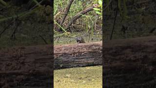 our otter friend doing rounds munching on crayfish nature otter [upl. by Orville]