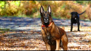 Belgian Malinois are the worst [upl. by Trebliw557]