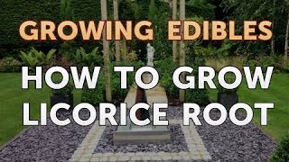 How to Grow Licorice Root [upl. by Pickens]