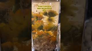 Fresh Tea CalendulaMarshmallow Root healthygarden calendula marshmallow healthylifestyle herb [upl. by Nereen]