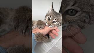 Bobcat VS Hand surprising results [upl. by Iroc]