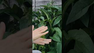 Using Comfrey as an Organic Fertilizer fertilizer comfrey [upl. by Eemiaj]