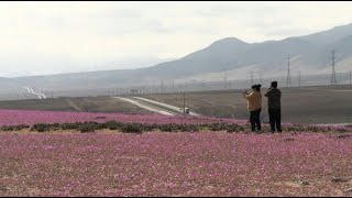 Unusual rains bring bloom to Chiles arid Atacama Desert  AFP [upl. by Ojeibbob774]