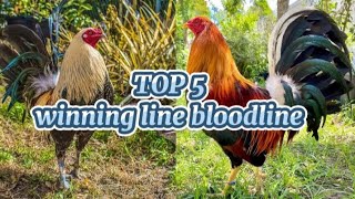 TOP 5 WINNING LINE BLOODLINE chicken rooster ayam [upl. by Naitsabes]