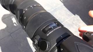 Sigma 150600mm Sports Lens 250mm Focus Speed Test [upl. by Toulon]