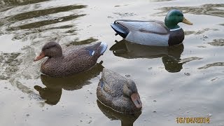 Сравнительный обзор утиных чучел Birdland и Flambeau [upl. by Kamal909]