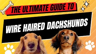 🐾 The Ultimate Guide to Wire Haired Dachshunds Characteristics Care and More 🐕 [upl. by Aimik]