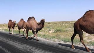 Kazakhstan the country of the great steppe [upl. by Sabah]