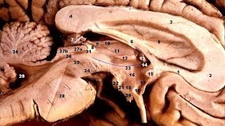 ACTIVAR LA GLÁNDULA PINEAL FUNCIONAMIENTO Y EJERCICIOS PRACTICOS [upl. by Ahtimat]