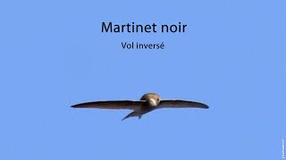 MARTINET NOIR Vol inversé  COMMON SWIFT Inverted flight [upl. by Lamson233]