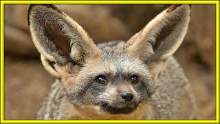 MEET BAT EARED FOX [upl. by Luapnhoj]