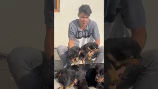 Rottweiler ke puppies booking ke leyay available ha ✅puppies shorts viralvideo [upl. by Dewhirst]