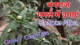 भृंगराज को उगायें गमले में बीज से । Eclipta Alba Grow from seeds Grow amp Care Eclipta Alba [upl. by Koerner238]