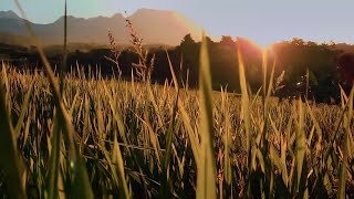 CINEMATIC SAWAH 30 DETIK  CINEMATIC SUNSET SAWAH  KEDIRI [upl. by Andromede47]