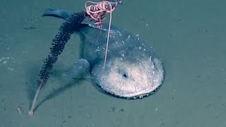 Big Mouthed Pouty Fish aka Blob Sculpin  Nautilus Live [upl. by Brad]