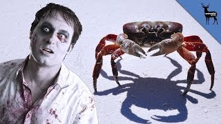 This Parasite Turns Crabs Into Zombies [upl. by Akehsyt605]