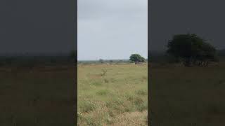 A female Great Indian Bustard in its habitat endangeredspecies extinction grasslands [upl. by Boiney]