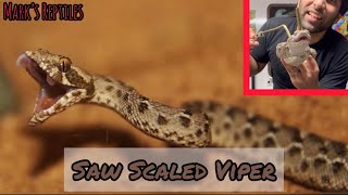 Saw Scaled Viper Intro amp Facts [upl. by Aikem]