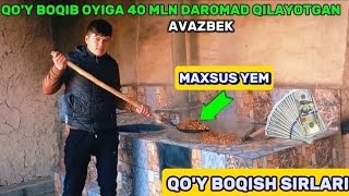 19 YOSHIDA QOY BOQIB OYIGA 40 MLN DAROMAD QILAYOTGAN AVAZBEK QOY BOQISH SIRLARI [upl. by Ettevad]