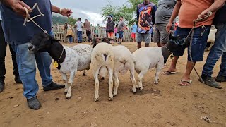 FEIRA DA VILA JERIMUM TNPE 05052024 CABRAS BODES CARNEIROS E OVELHAS [upl. by Hterrag]