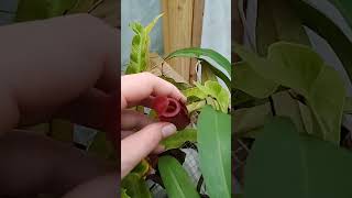 nepenthes pitcher plants plants nepenthes pitcherplants [upl. by Phaedra480]