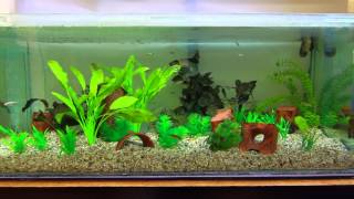 Stickleback aquarium [upl. by Asnarepse]