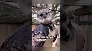 This harpy eagle was rescued by kind women and nurtured until it grew up rescue eagle [upl. by Studdard]