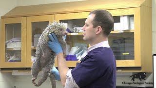 Dr Mikes Video Blog Porcupines [upl. by Riada90]