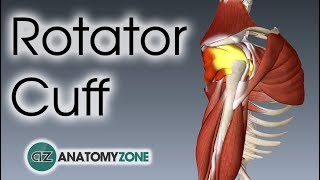 Rotator Cuff  3D Anatomy Tutorial [upl. by Girvin404]