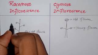 what is inflorescence  Difference between cymose and racemose inflorescencebiology class 11th [upl. by Bodnar]