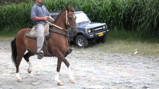 Caballo Trotón Galopero Medellín en VENTA [upl. by Llednew]