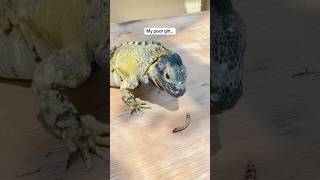 MY LIZARD IS BROKEN pets reptiles iguana [upl. by Artemahs]