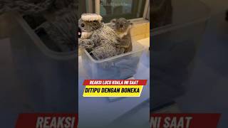 Ekpresi Lucu Koala Ini Saat Dipisahkan Dari Ibunya 🐨 [upl. by Woermer]