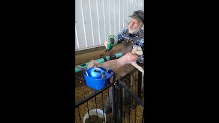 In the lambing barn with Dan Part 1 [upl. by Carol]