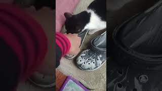 Hi buddy😄catlover cats animalshorts [upl. by Brennen]