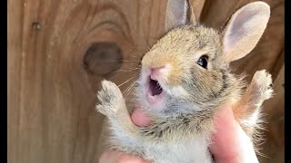 Saved another screaming baby bunny read description [upl. by Appolonia777]