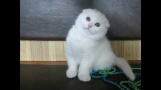 white kitten scottishfold [upl. by Schumer]