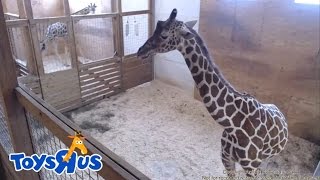 Animal Adventure Park Giraffe Cam [upl. by Travers]