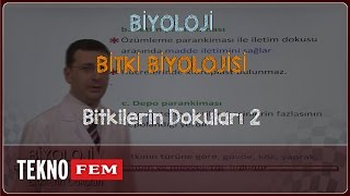 YGSLYS BİYOLOJİ  Bitkilerin Dokuları 2 [upl. by Sivehc853]