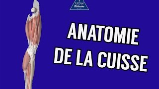 Anatomie 1  Cuisse  Ostéologie Myologie Vascularisation et Innervation [upl. by Droflim181]