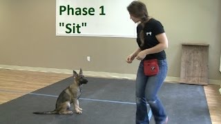 How to Train a Dog to quotSitquot K91com [upl. by Socin728]