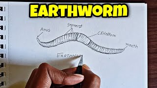 Earthworm Diagram classification of animals phylum Annelida how to Draw an earthworm [upl. by Lehman893]