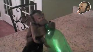 Monkey versus Bottle Amazing [upl. by Friederike13]