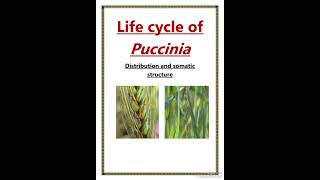 Puccinia bsc 1st year ll 01 ll distribution and somatic structure [upl. by Cyrillus]